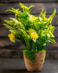 plant 25
