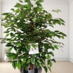 Artificial Plant