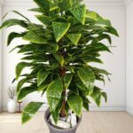 Artificial Plant