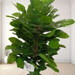 Artificial Plant