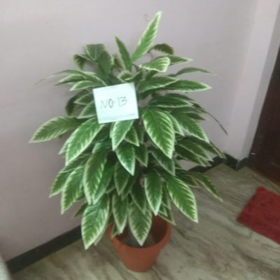 Artificial Plant