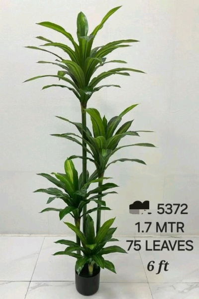 Artificial Plants with 75 Leaves and Height 6 Feet (Code:5372)