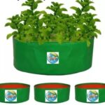 Grow Bags for Terrace Gardening, Ideal for Growing Vegetable Plants Like Spinach and Palak. (Size 10x6 inch 5nos)