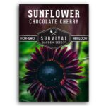 50+ SEEDS- Chocolate Cherry Sunflower Seed for Planting - Non-GMO Heirloom Variety