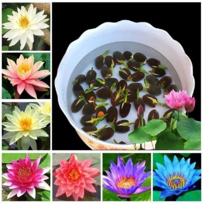 All Season Lotus Flower Hybrid Japanese Seeds for planting | Pack of 25 | 100% IMPORTED | 95% Germination Rate | Dwarf Rainbow Lotus | Kamal Gatta Beej | Exotic Variety