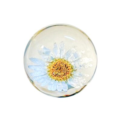 RoyalThum Real Daisy Resin Sphere Paperweight – 50mm
