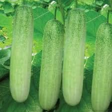 Desi Kheera/Cucumber seeds for planting | 50 seeds per pack