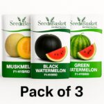 Seed Basket Pack of 3 Melons F1-Hybrid Seeds | Watermelon Green (25), Watermelon Blacks (15), Muskmelon (15) | Seeds deal for planting, Gardening and Farming