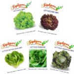 Easy to Grow 5 Lettuce Seeds Combo| Seeds for Home Garden| Lettuce Grand Rapid, Red (Lollo Rosso), Butter Head, Iceberg, Romaine| 1000+ Seeds| Best Gift for Gardeners (Seeds Combo Pack)